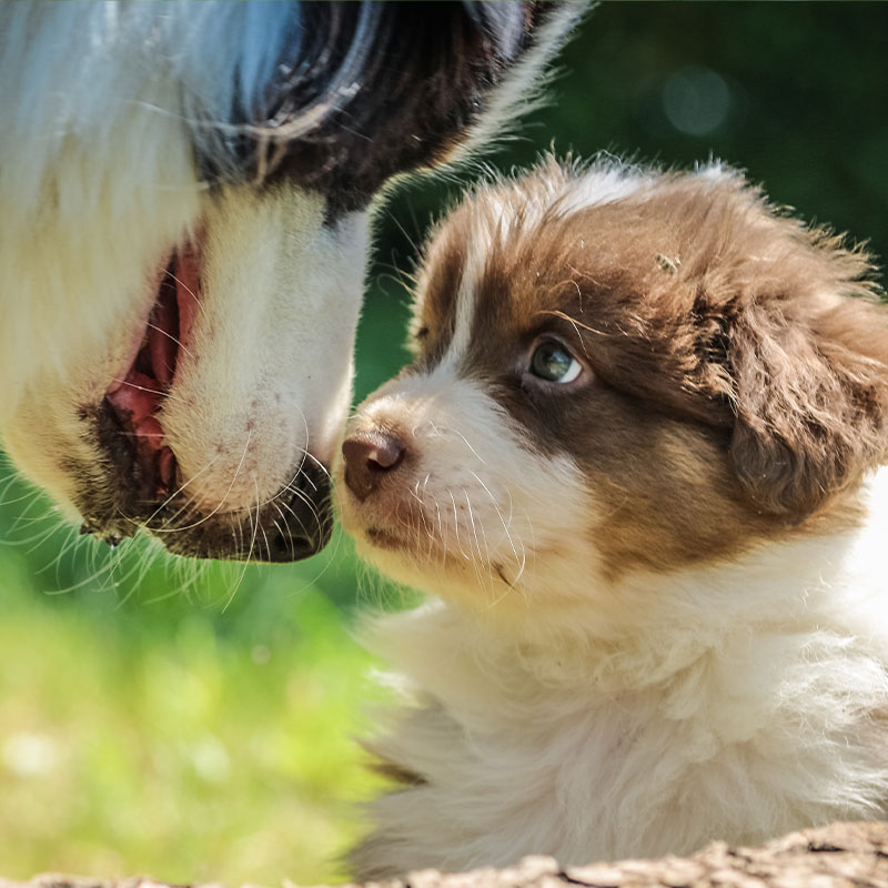 Small Animal Behaviour Consults at Mira Mar Veterinary Hospital