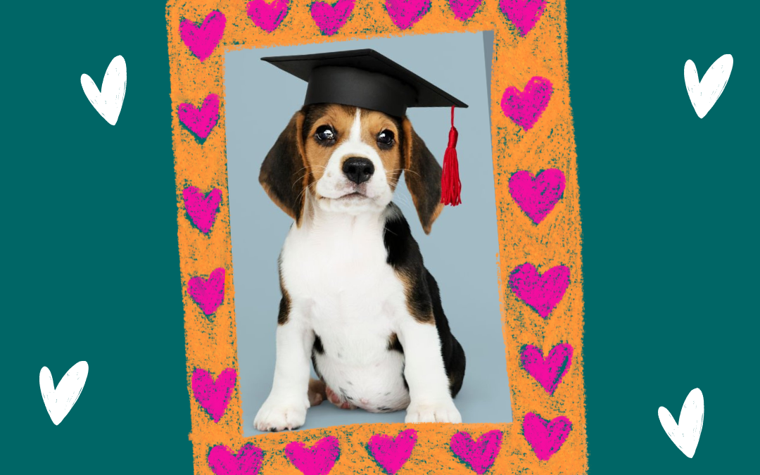 Puppy Preschool Training Classes