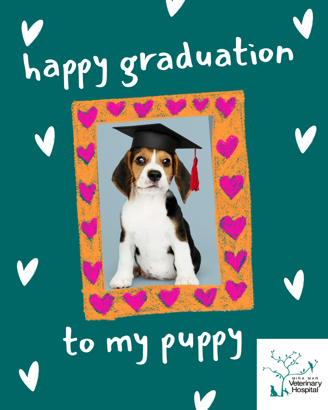 Puppy Preschool