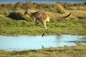 Kangaroo Near Water 64f44c37661e0e7d816d71fb953b2d35