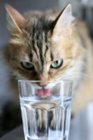 Cat Glass Water 49df50fc7df0c6fbc8e1b64a8463bf9d
