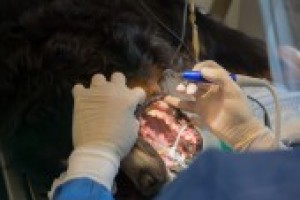 Dental Anaesthetic 0260bbeeabc9f5ebbf7b3f5f0061e92a