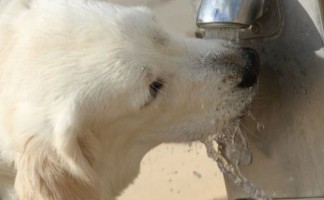 Dog Drinking Water 8fce152f4b791ad71e9086cc44d3213b