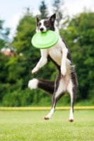 Dog With Frisby 6b5b3c518dd92299cbc5a1789d281e46