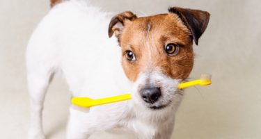 Dog With Yellow Toothbrush 0834728111600af7e9a4f5ec97b7a2ce