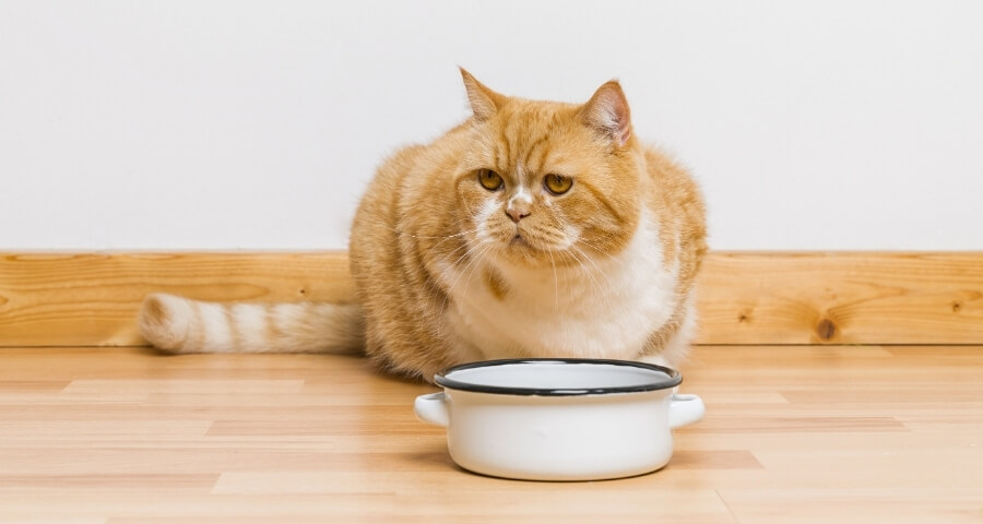 Cat With Bowl