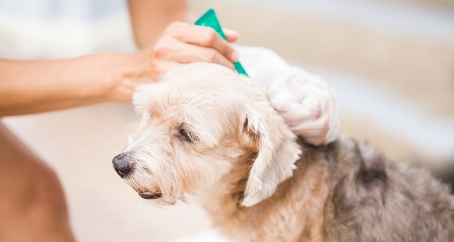 Dog Flea Treatment