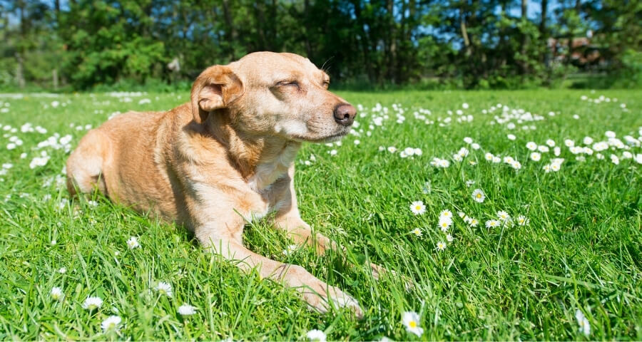 Dog In The Sun