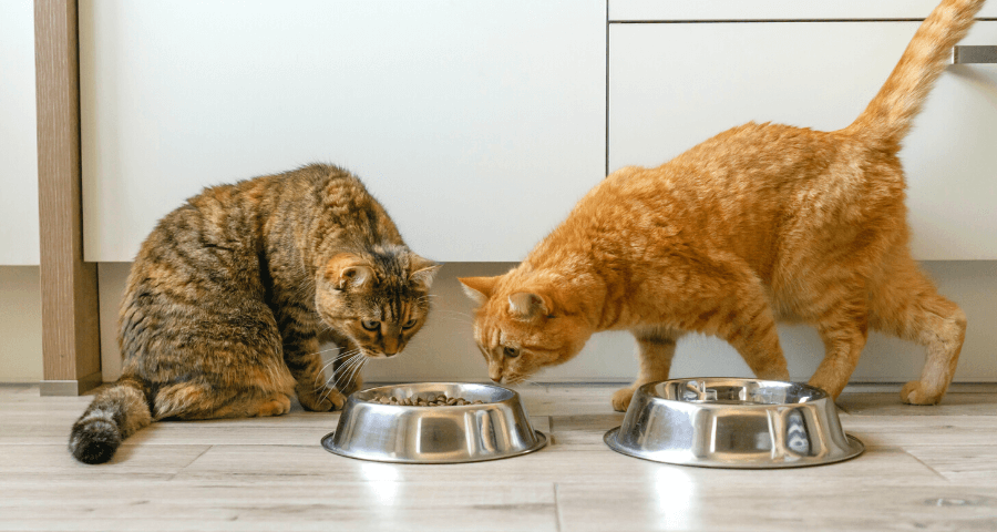 Cats Eating Dinner