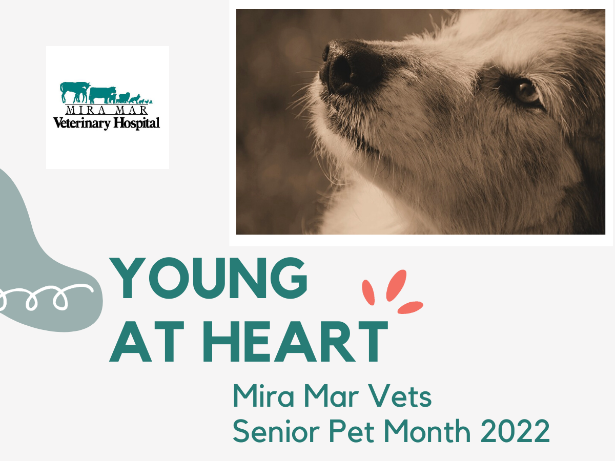 YOUNG AT HEART – SENIOR PET MONTH 2022