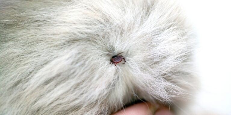 View of That's a tick for tick prevention - Mira Mar Veterinary Hospital