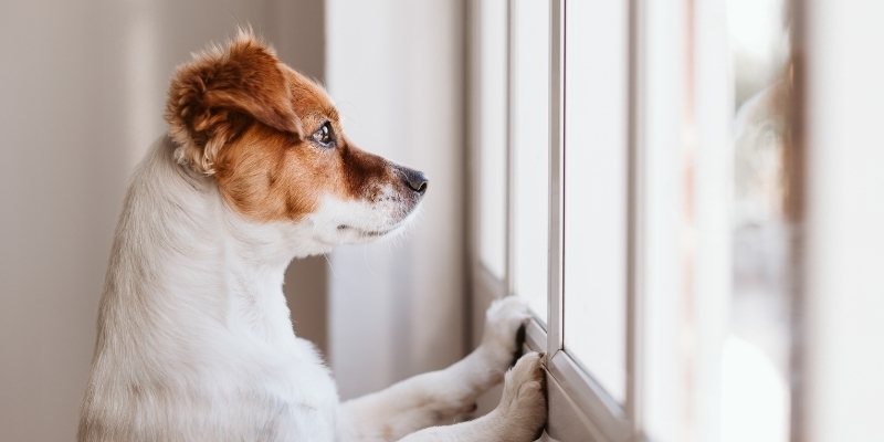Please, don’t go! Dogs with separation anxiety