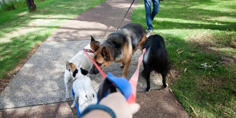 Four tips for socialising your pup
