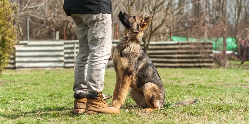 Four tips for a super shepherd!