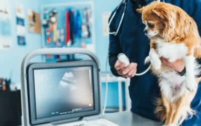 A one-stop shop for your pet’s veterinary care