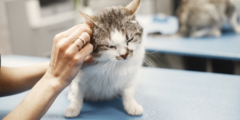The DO’s and DON’Ts of pet medications