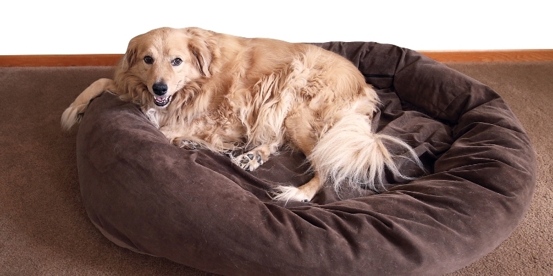 Five “home comforts” for old pets
