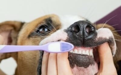 Three mistakes to avoid when brushing your pet’s teeth!
