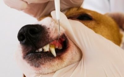 Why we don’t recommend anaesthesia-free dentistry