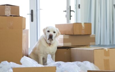 Four tips for moving with pets