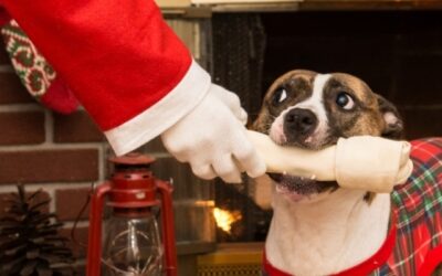 Check it twice: which Christmas foods are safe for your pet?