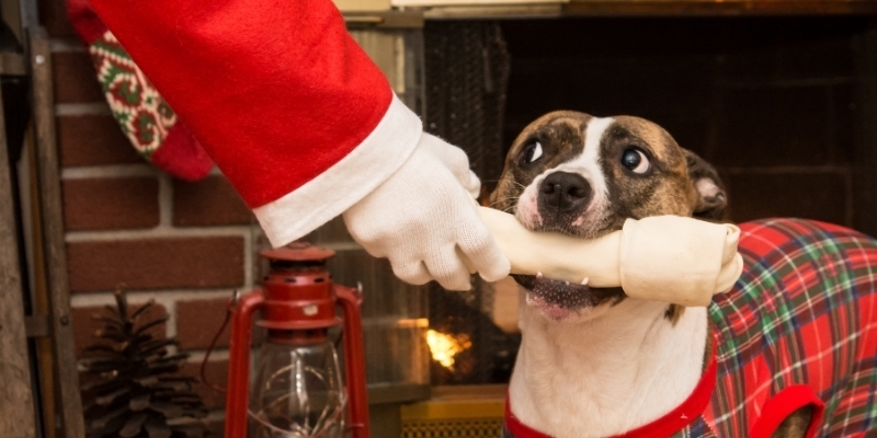 Check it twice: which Christmas foods are safe for your pet?