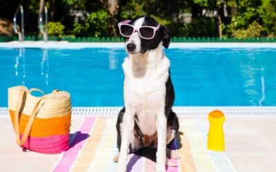 Protect pets by keeping them cool and supervised this summer