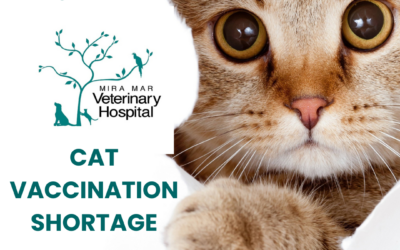 Important update – Cat vaccination shortage
