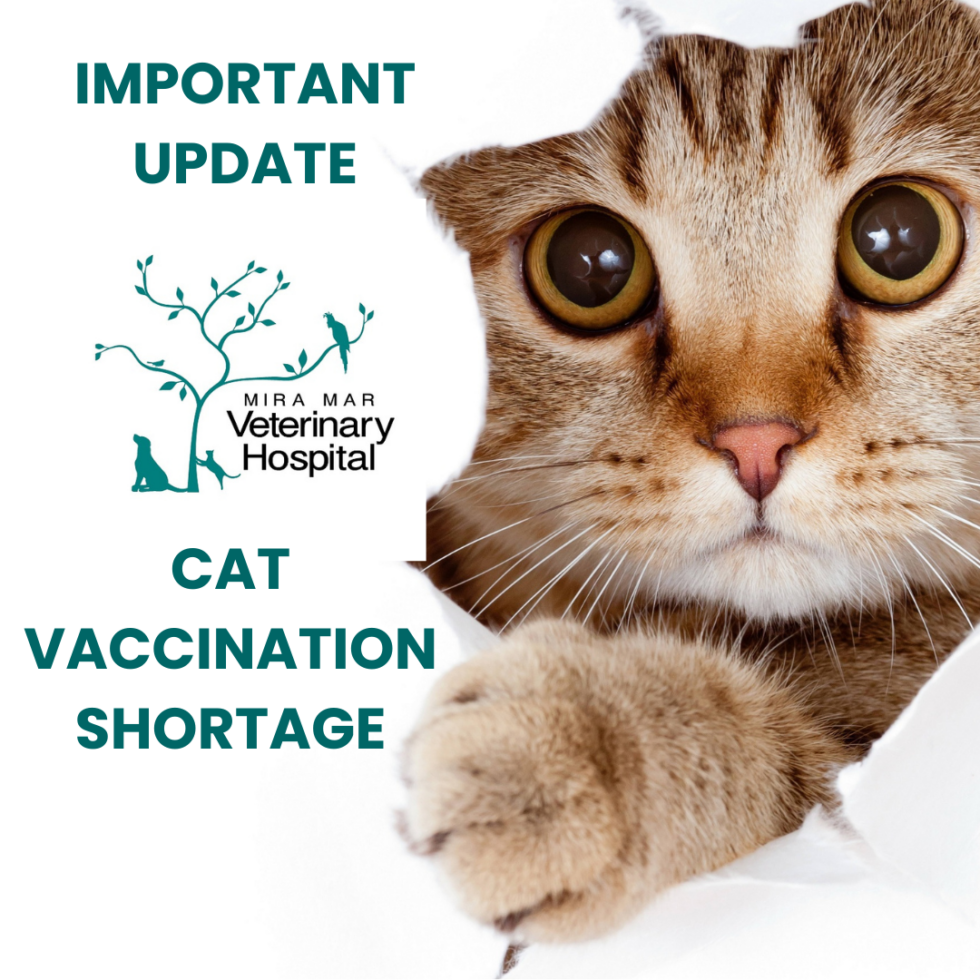 Important update Cat vaccination shortage Mira Mar Veterinary Hospital
