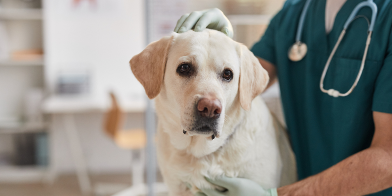 Three unglamorous tasks your vet does, so you don’t have to!