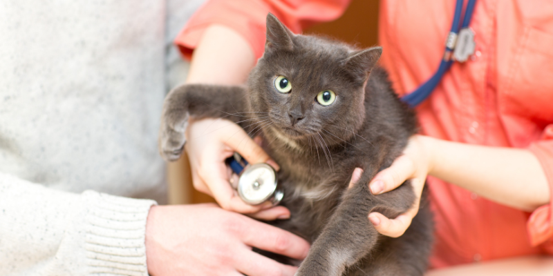 How to get more value out of veterinary visits