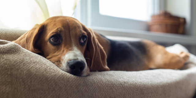 Anxious pet?  Here’s how can you help