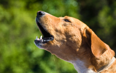 How to reduce bothersome barking