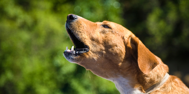 How to reduce bothersome barking