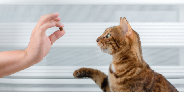 How to give your ninja cat medication without the fuss