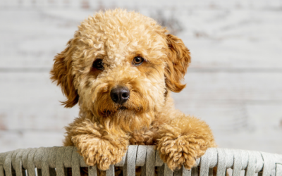Essential tips for grooming your doodle