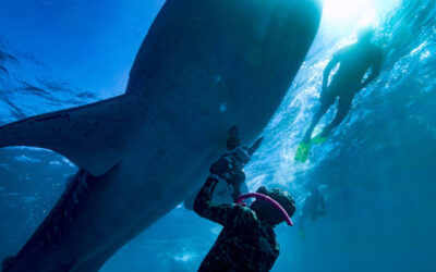 Whale Shark research published