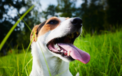 Three causes of bad breath in pets