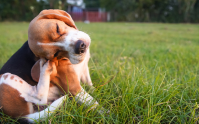 Top tips for managing pet allergy symptoms