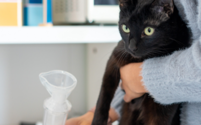 Understanding and managing feline asthma