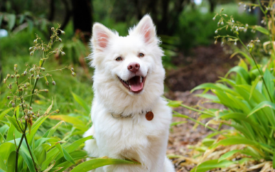 Making your dog smile on International Dog Day