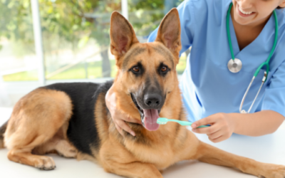 Myths about pet dentistry