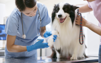 Vacation veterinary care