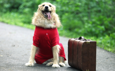 Travelling with a canine companion