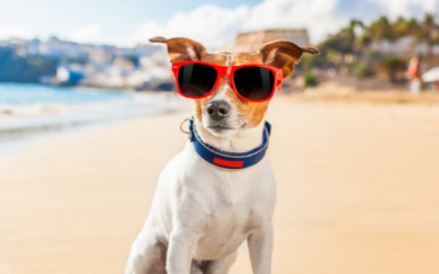 Summer safety tips for your pet