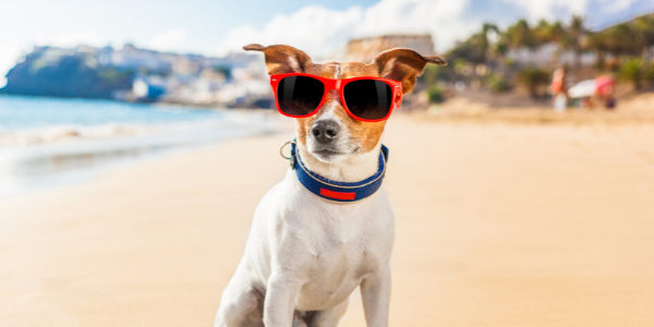 Summer safety tips for your pet