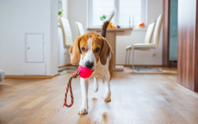 Pet first aid: What to do if your pet is choking