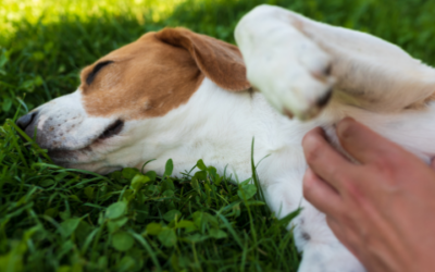 All about liver health: When and why to check your pet’s liver