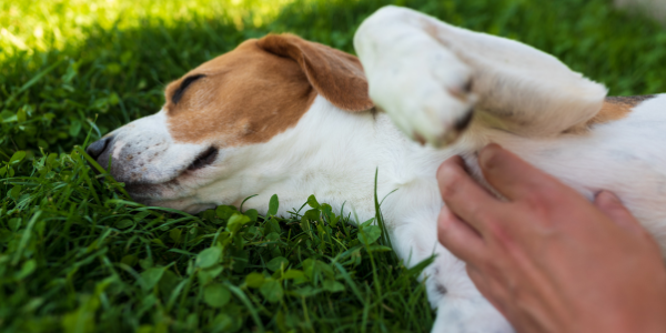 All about liver health: When and why to check your pet’s liver