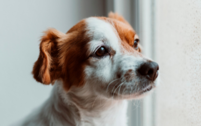 Understanding and managing separation anxiety in dogs